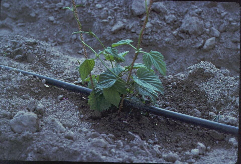 Drip Irrigation Kit