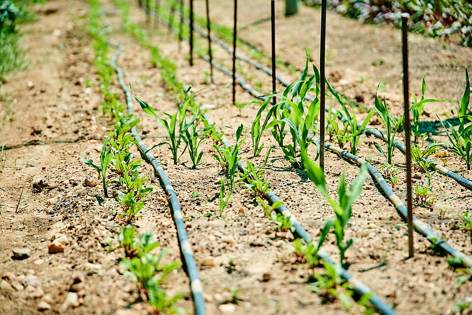 Greenhouse Structure