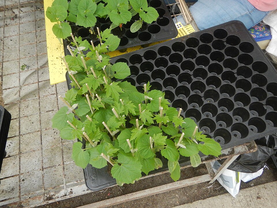 Seedling Nursery Trays